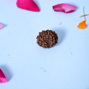 Natural 5 mukhi Rudraksh (Nepali)