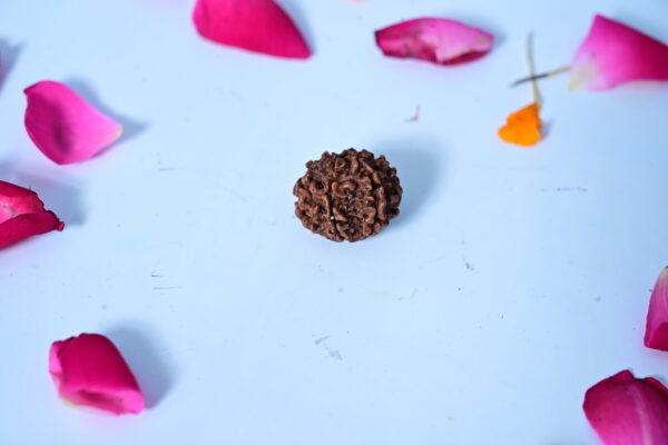 Natural 5 mukhi Rudraksh (Nepali)