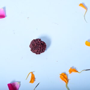 6 Mukhi Himalayan Rudraksh
