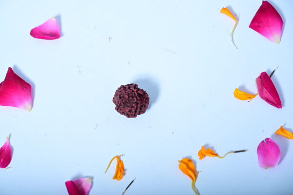 6 Mukhi Himalayan Rudraksh
