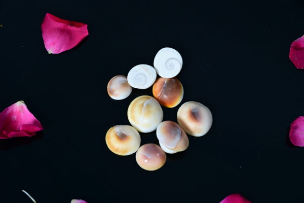 Gomti Chakra