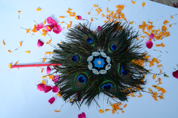 Peacock Feather, MorePankh