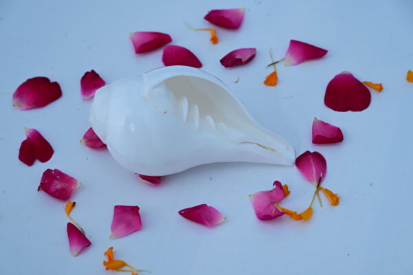 100% Natural Blowing Vishnu Shankh - Image 2