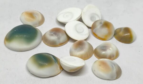 Gomti Chakra Original from Gomti River (Set of 9) - Image 3