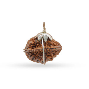 Nepali 2 Mukhi Rudraksha (Lab Certified)