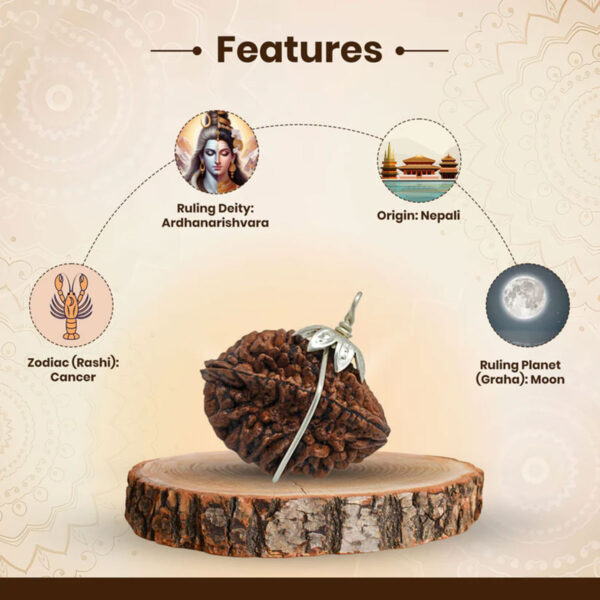 Nepali 2 Mukhi Rudraksha (Lab Certified) - Image 2