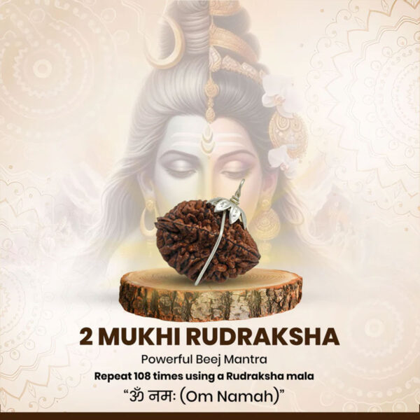 Nepali 2 Mukhi Rudraksha (Lab Certified) - Image 3