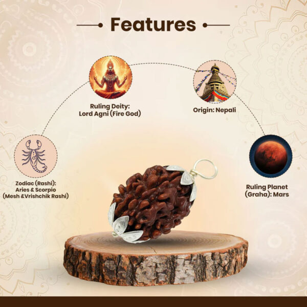 Nepali 3 Mukhi Rudraksha (Lab Certified) - Image 2
