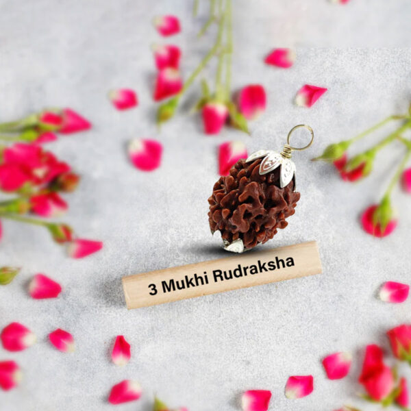 Nepali 3 Mukhi Rudraksha (Lab Certified) - Image 3