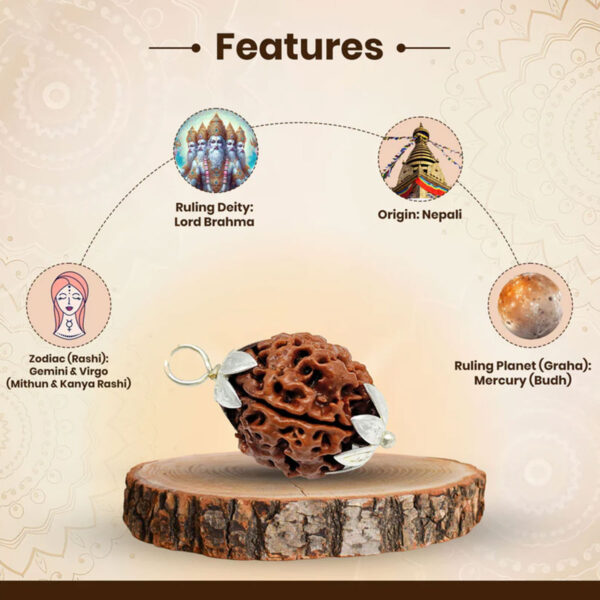 Nepali 4 Mukhi Rudraksha (Lab Certified) - Image 2